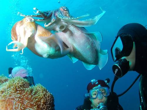 Blue Submarine Diving Center - Happy Life Beach Marsa Alam