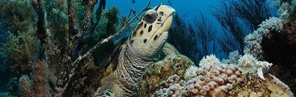 Sinai Divers Aqaba