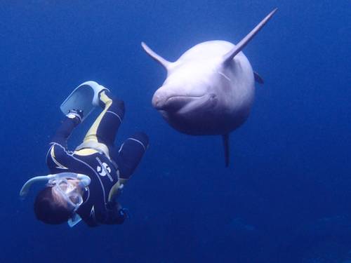 TOKYO DIVING CENTER