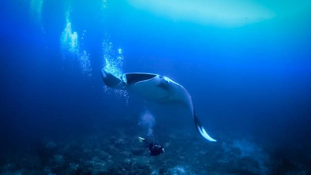 ANDAMAN SCUBA DIVING CENTRE: Similan Liveaboards Thailand & Myanmar
