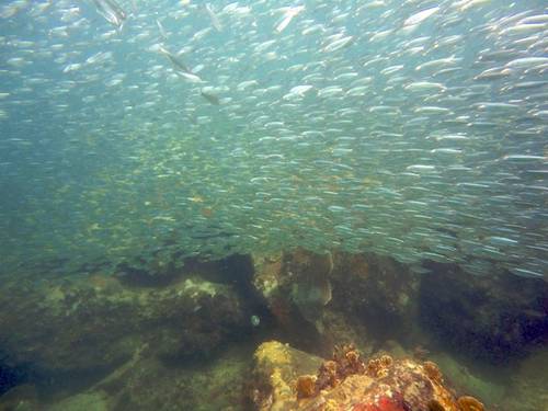 Eco Dive