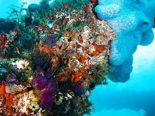 Dive Ningaloo