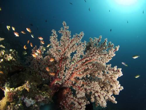 Amed White Sand Divers - PADI 5 Star resort