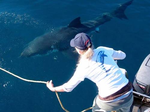 Marine Dynamics · Shark Tours · Shark Cage Dive