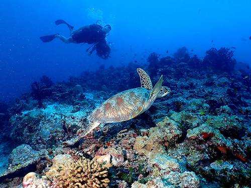 Jerrys Dive Club Rasdhoo