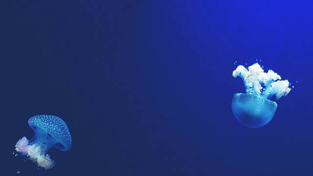 Dive Cabarete