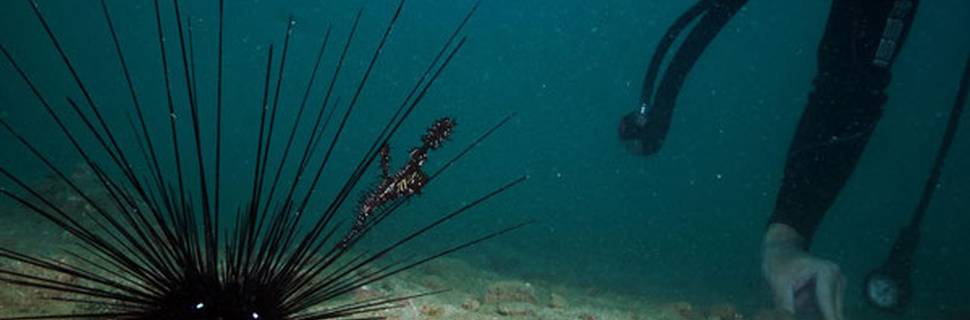 Jeremy Stein's RAINBOW DIVERS