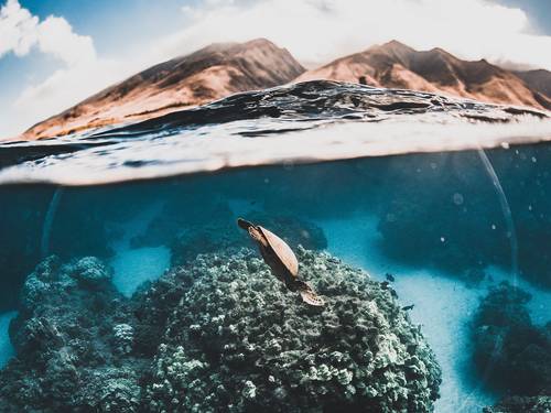 Maui Dive Shop