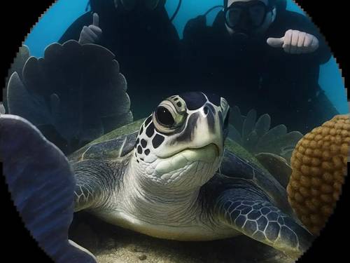 P&P Mergulho