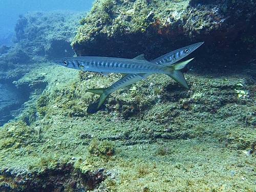 MÓN DIVING
