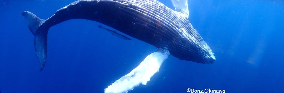 Bonz.Okinawa Diving Center