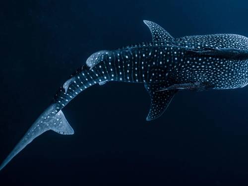 Mexico Whale Shark Cancun