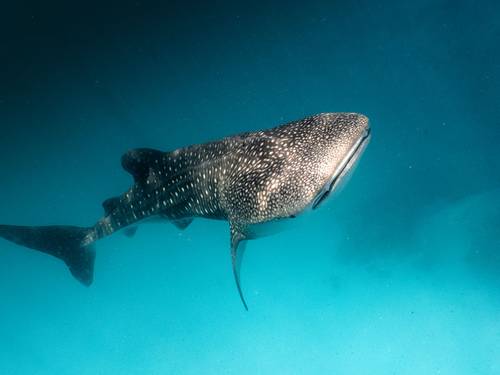 Dive Butler Fari Kandu