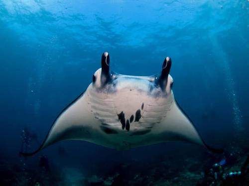 Jukung Dive Bali - Penida Resort