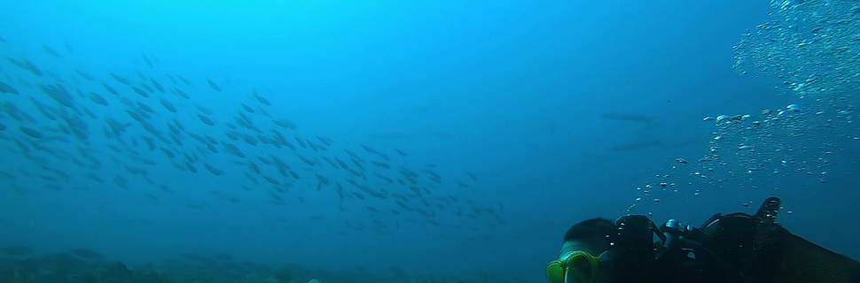 Go Diving