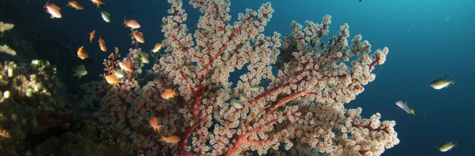 Amed White Sand Divers - PADI 5 Star resort
