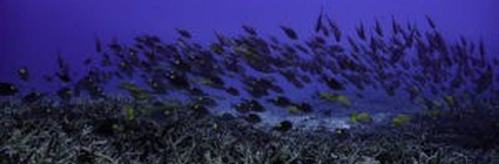 SEA GARDEN