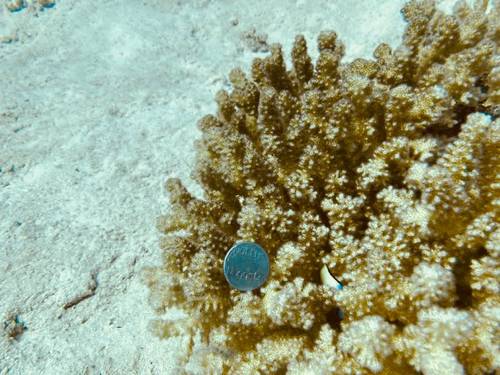 Nutty's Dive Centre