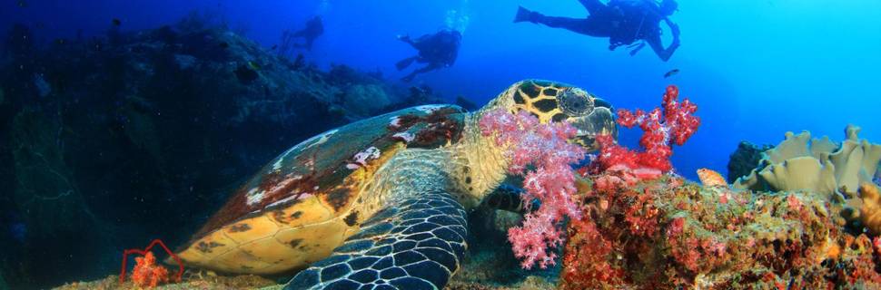 Andy's Scuba Diving