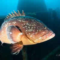 Porto Santo Sub - Scuba & Freedive Center