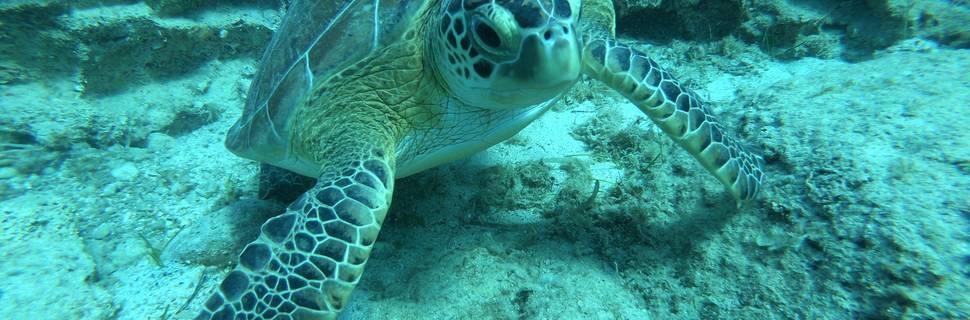 Reef Junkies dive center