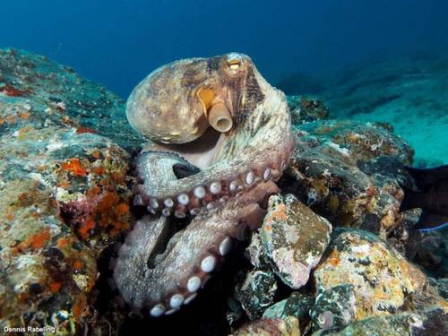 Euro-Divers Lanzarote