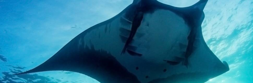 Sea Creatures Diving