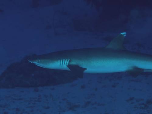 Apex Dive Rasdhoo