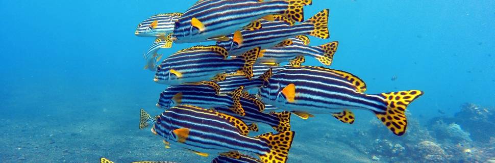 Abyss Dive Center Bali