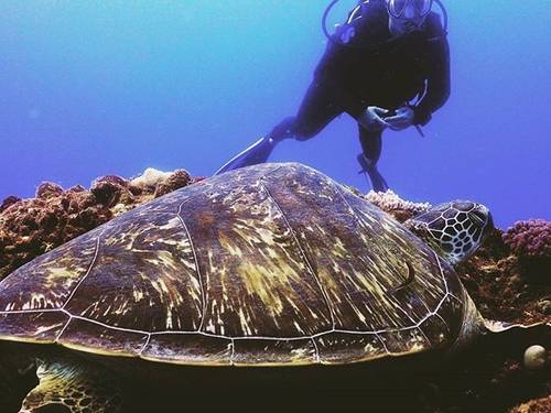 Ocean Spirit Scuba Diving Mauritius