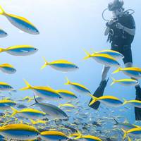 Trek Divers Seychelles