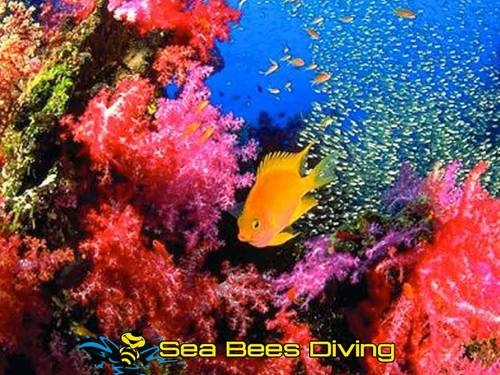 Sea Bees Diving - Phuket