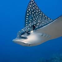 CozuDive – Scuba Diving & Snorkeling Cozumel