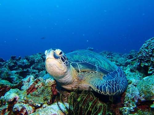 DIVING SHOP OHANA ISHIGAKI