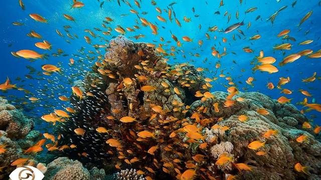 Aquatic World