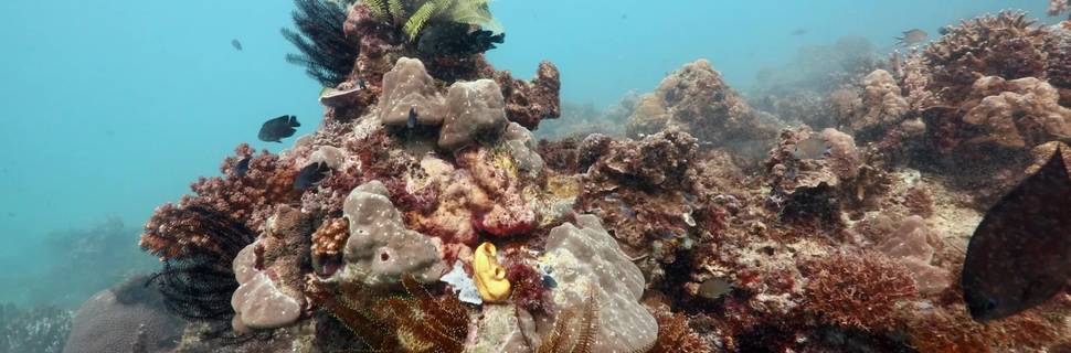 Aqualife Divers Academy