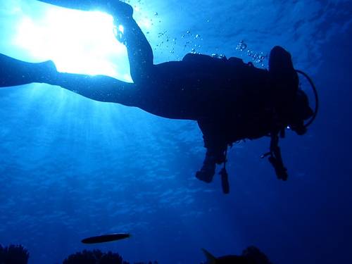 Sea traveler