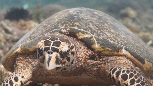 Gili Scuba Diving