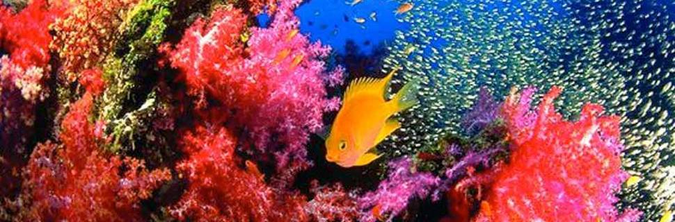 Sea Bees Diving - Phuket
