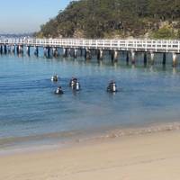 Frog Dive Scuba Centres