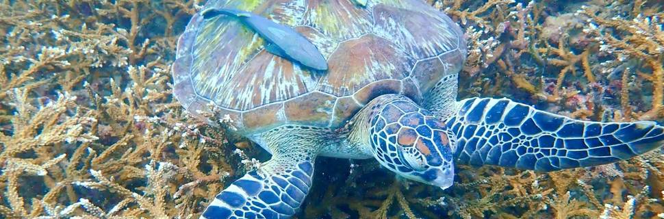 Sawasdee Divers Krabi