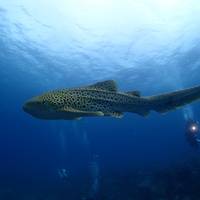 Phuket Dive Center