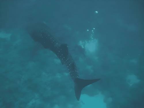 Oonas Dive Club