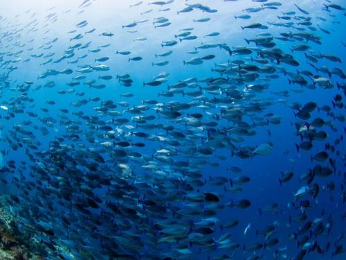 Papua Diving - Kri Eco Resort