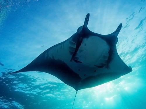 Sea Creatures Diving