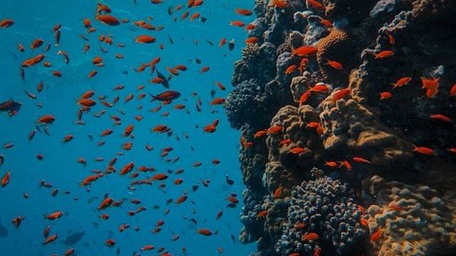 Scuba Andaman