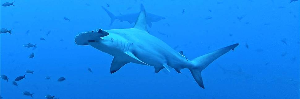 Ocean Deep Diving