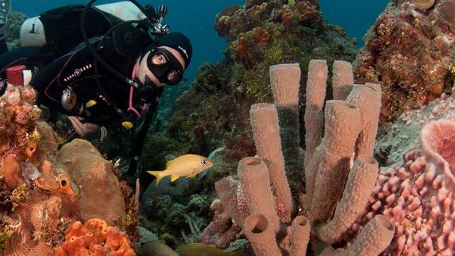 Dive Paradise