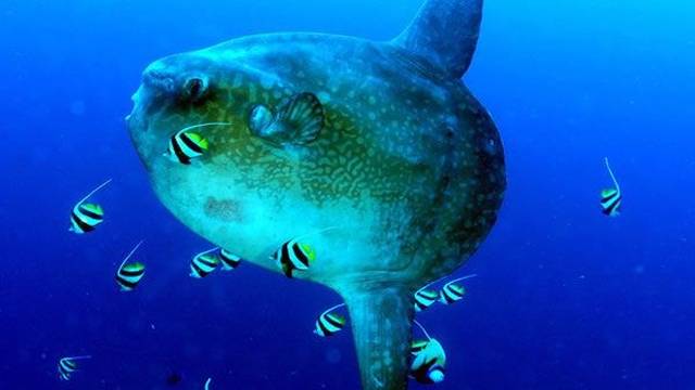 S.E.A. Diving Bali