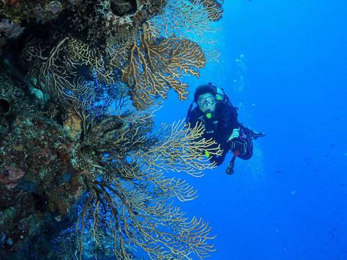 Punta Cana Scuba Diving By El Tour Caribe and Bayahibe